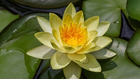 Обои вода, природа, кувшинка, нимфея, водяная лилия, water, nature, lily, nymphaeum, water lily разрешение 2048x1365 Загрузить