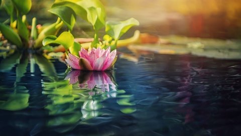 Обои вода, природа, размытость, кувшинка, нимфея, водяная лилия, water, nature, blur, lily, nymphaeum, water lily разрешение 2048x1366 Загрузить