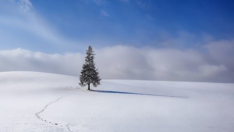 Обои небо, облака, снег, елка, зима, ель, следы, the sky, clouds, snow, tree, winter, spruce, traces разрешение 1920x1080 Загрузить