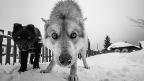 Обои снег, зима, мордочка, взгляд, чёрно-белое, собаки, snow, winter, muzzle, look, black and white, dogs разрешение 1920x1280 Загрузить