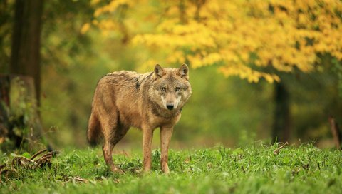 Обои трава, деревья, лес, хищник, волк, grass, trees, forest, predator, wolf разрешение 2880x1800 Загрузить