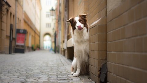 Обои мордочка, взгляд, стена, собака, улица, бордер-колли, muzzle, look, wall, dog, street, the border collie разрешение 1925x1198 Загрузить