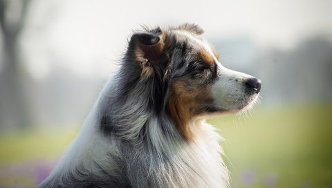 Обои мордочка, взгляд, собака, профиль, австралийская овчарка, muzzle, look, dog, profile, australian shepherd разрешение 1921x1081 Загрузить