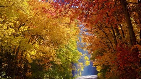 Обои дорога, деревья, лес, осень, солнечный свет, road, trees, forest, autumn, sunlight разрешение 2560x1707 Загрузить