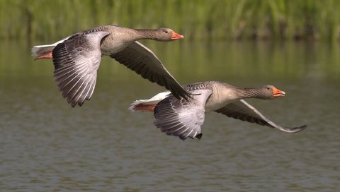 Обои полет, крылья, птицы, клюв, перья, гусь, гуси, flight, wings, birds, beak, feathers, goose, geese разрешение 2515x1479 Загрузить