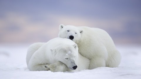 Обои снег, белый медведь, арктика, природа, полярные льды, зима, животные, полярный медведь, пара, хищники, медведи, snow, arctic, nature, winter, animals, polar bear, pair, predators, bears разрешение 5433x3622 Загрузить