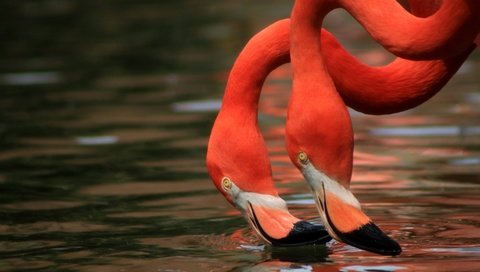 Обои вода, фламинго, птицы, клюв, шея, дуэт, water, flamingo, birds, beak, neck, duo разрешение 5692x3690 Загрузить