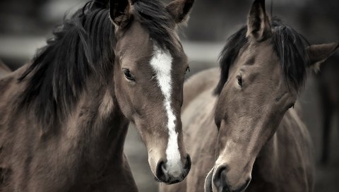 Обои лошади, кони, грива, horse, horses, mane разрешение 2048x1365 Загрузить