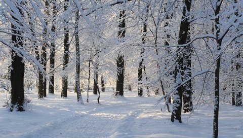 Обои деревья, снег, зима, парк, дорожка, ветки, иней, trees, snow, winter, park, track, branches, frost разрешение 2880x1800 Загрузить