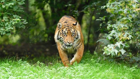 Обои тигр, морда, трава, взгляд, хищник, большая кошка, tiger, face, grass, look, predator, big cat разрешение 1920x1200 Загрузить