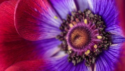 Обои макро, лепестки, тычинки, анемона, macro, petals, stamens, anemone разрешение 2048x1152 Загрузить