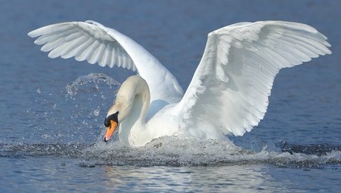 Обои вода, крылья, брызги, птица, взмах, лебедь, water, wings, squirt, bird, stroke, swan разрешение 1920x1200 Загрузить