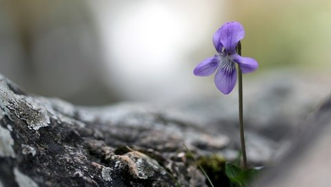 Обои природа, фон, цветок, боке, фиалка, nature, background, flower, bokeh, violet разрешение 2880x1800 Загрузить