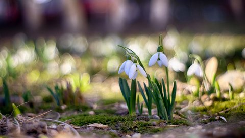 Обои цветы, весна, подснежники, боке, flowers, spring, snowdrops, bokeh разрешение 3840x2400 Загрузить