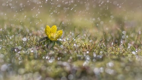 Обои трава, желтый, цветок, капли, дождь, первоцвет, grass, yellow, flower, drops, rain, primrose разрешение 2560x1600 Загрузить