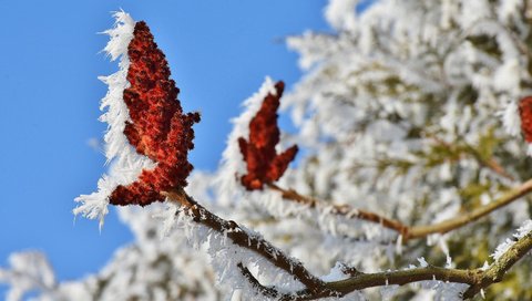 Обои природа, цветение, ветки, иней, кристаллы, nature, flowering, branches, frost, crystals разрешение 3840x2400 Загрузить