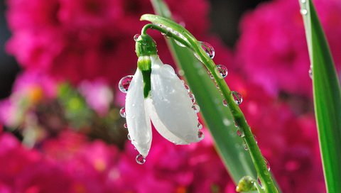 Обои цветок, капли, размытость, весна, подснежник, капельки росы, flower, drops, blur, spring, snowdrop, drops of dew разрешение 1920x1200 Загрузить