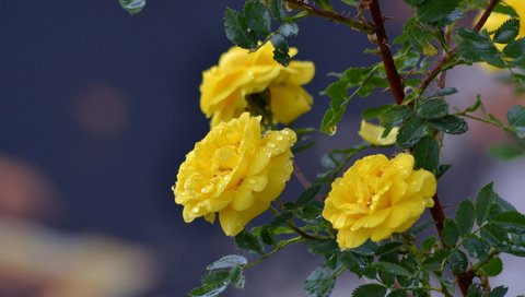 Обои цветы, ветка, капли, розы, жёлтые розы, flowers, branch, drops, roses, yellow roses разрешение 3840x2400 Загрузить