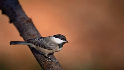 Обои ветка, птица, клюв, перья, синица, branch, bird, beak, feathers, tit разрешение 2048x1363 Загрузить