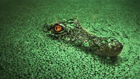 Обои вода, крокодил, водоросли, рептилия, ряска, пресмыкающиеся, water, crocodile, algae, reptile, duckweed, reptiles разрешение 1920x1200 Загрузить