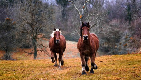 Обои лошадь, природа, лошади, кони, грива, бег, копыта, horse, nature, horses, mane, running, hooves разрешение 3048x1875 Загрузить