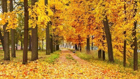 Обои деревья, природа, лес, листья, парк, осень, аллея, trees, nature, forest, leaves, park, autumn, alley разрешение 2880x1800 Загрузить