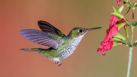 Обои полет, цветок, крылья, птица, клюв, перья, колибри, flight, flower, wings, bird, beak, feathers, hummingbird разрешение 5472x3648 Загрузить