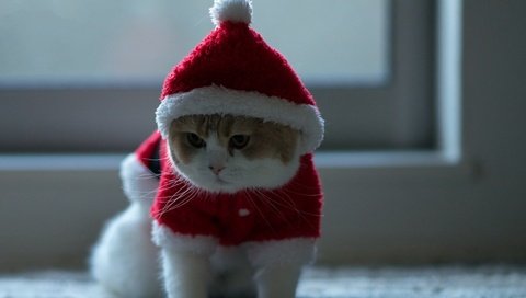 Обои новый год, кот, мордочка, кошка, взгляд, костюм, new year, cat, muzzle, look, costume разрешение 1920x1200 Загрузить