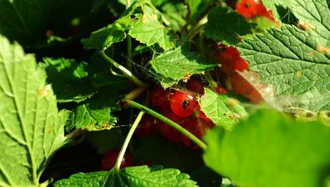 Обои листья, ягоды, красная смородина, смородина, leaves, berries, red currant, currants разрешение 2880x1800 Загрузить