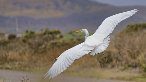 Обои полет, крылья, птица, клюв, перья, цапля, белая цапля, flight, wings, bird, beak, feathers, heron, white egret разрешение 2100x1500 Загрузить