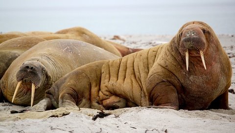 Обои морда, животные, взгляд, морж, ласты, бивни, моржи, face, animals, look, walrus, fins, tusks разрешение 4579x3271 Загрузить