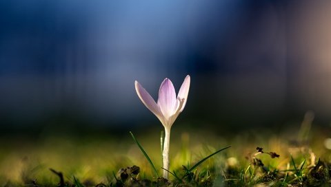 Обои природа, цветок, размытость, весна, крокус, nature, flower, blur, spring, krokus разрешение 2048x1365 Загрузить