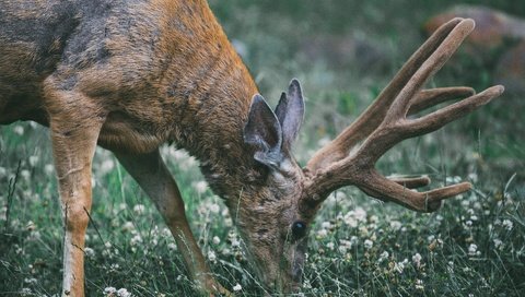 Обои цветы, трава, природа, олень, животное, рога, мех, дикая природа, flowers, grass, nature, deer, animal, horns, fur, wildlife разрешение 5472x3648 Загрузить