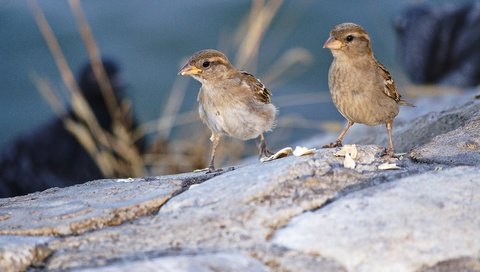 Обои птицы, клюв, воробей, перья, воробьи, birds, beak, sparrow, feathers, sparrows разрешение 3888x2592 Загрузить