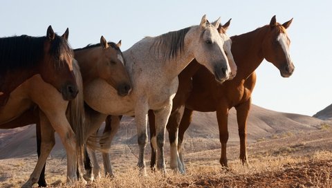 Обои природа, поле, лошади, кони, nature, field, horse, horses разрешение 1920x1200 Загрузить