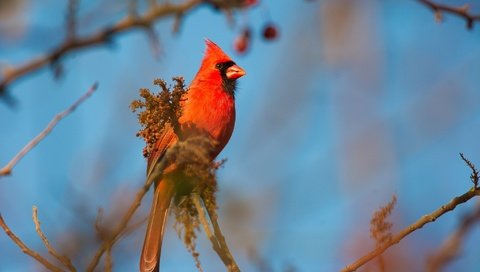 Обои небо, ветка, птица, клюв, перья, кардинал, красный кардинал, the sky, branch, bird, beak, feathers, cardinal, red cardinal разрешение 2048x1363 Загрузить