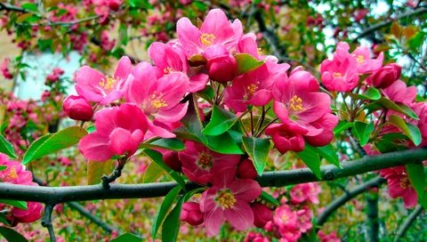 Обои цветы, природа, цветение, ветки, весна, розовые, яблоня, flowers, nature, flowering, branches, spring, pink, apple разрешение 2880x1618 Загрузить