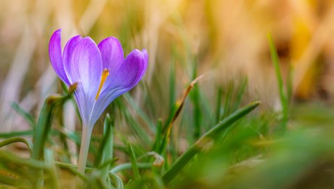 Обои трава, природа, цветок, лепестки, размытость, весна, крокус, grass, nature, flower, petals, blur, spring, krokus разрешение 1920x1200 Загрузить