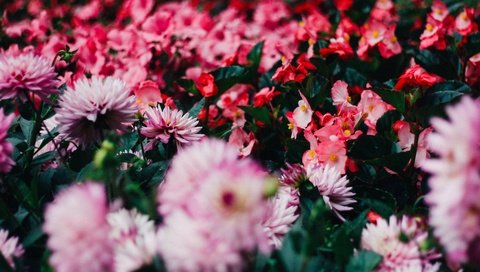 Обои цветы, красные, розовые, хризантемы, орхидеи, flowers, red, pink, chrysanthemum, orchids разрешение 4272x2848 Загрузить