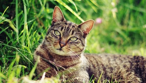 Обои трава, природа, кот, мордочка, усы, кошка, взгляд, ушки, grass, nature, cat, muzzle, mustache, look, ears разрешение 2048x1356 Загрузить