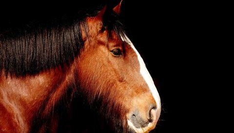 Обои лошадь, профиль, черный фон, конь, грива, horse, profile, black background, mane разрешение 1920x1319 Загрузить