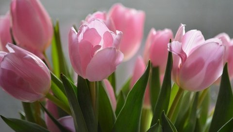 Обои цветы, природа, тюльпаны, розовые, flowers, nature, tulips, pink разрешение 1920x1280 Загрузить