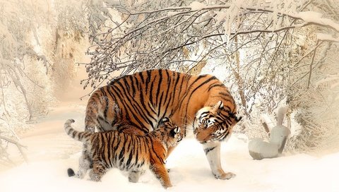 Обои тигр, морда, деревья, снег, зима, хищник, тигренок, tiger, face, trees, snow, winter, predator разрешение 3840x2160 Загрузить