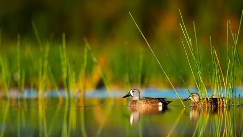 Обои трава, вода, природа, отражение, птицы, утка, grass, water, nature, reflection, birds, duck разрешение 2000x1331 Загрузить