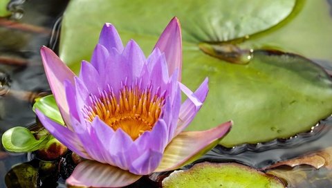 Обои вода, цветок, лилия, кувшинка, нимфея, водяная лилия, water, flower, lily, nymphaeum, water lily разрешение 1920x1280 Загрузить