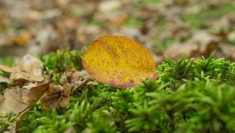 Обои природа, осень, лист, размытость, мох, сухие листья, nature, autumn, sheet, blur, moss, dry leaves разрешение 5456x3632 Загрузить