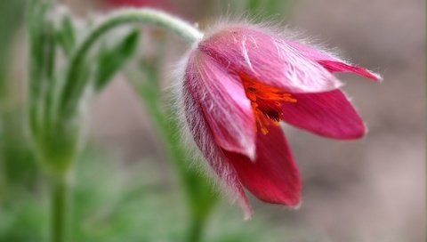 Обои макро, цветок, боке, сон-трава, прострел, macro, flower, bokeh, sleep-grass, cross разрешение 2048x1332 Загрузить