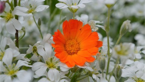 Обои цветы, лепестки, календула, ясколка, flowers, petals, calendula, cerastium разрешение 3004x1887 Загрузить