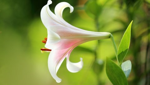 Обои листья, макро, фон, цветок, лепестки, размытость, лилия, leaves, macro, background, flower, petals, blur, lily разрешение 5100x3400 Загрузить