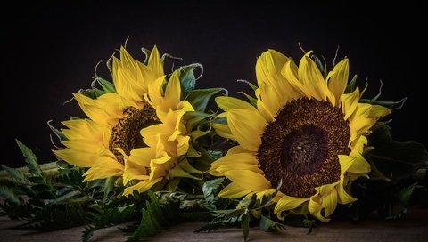 Обои цветы, макро, лепестки, подсолнух, желтые, javier, flowers, macro, petals, sunflower, yellow разрешение 2048x1356 Загрузить